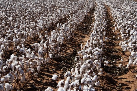 white-gold