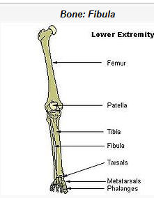 leg bones