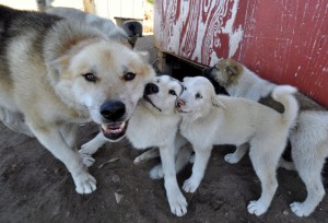 mother and puppies