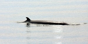 A whale