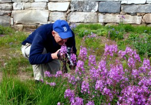 observing nature