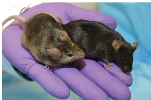 knockout mice