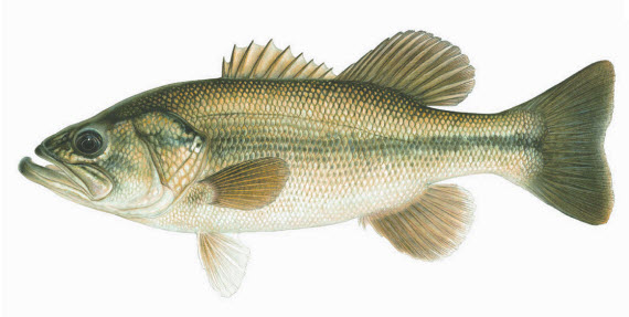 Bass