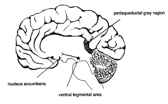 brain