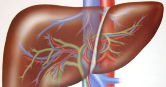 Liver