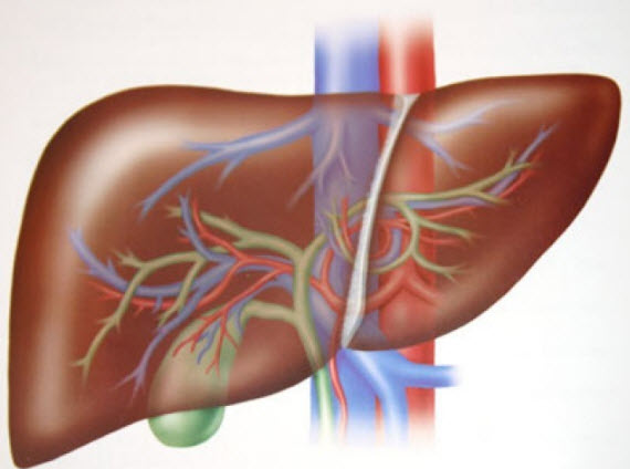 Liver