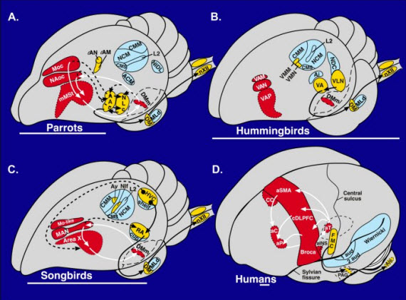brains