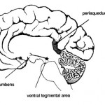Pain Management
