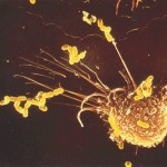 The First Artificial Cell?