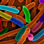 Educational Thought of the Day – E Coli in Germany
