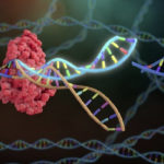 CRISPR and Human Characteristics