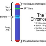 Y Chromosome Loss and Heart Disease